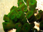 deflorins002009.jpg